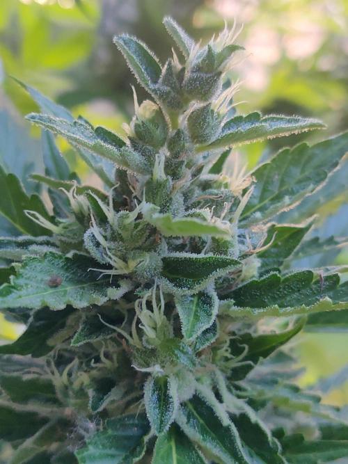 Northern Lights Automatic 2026 Balcony. Week 13 - 06.08.2026