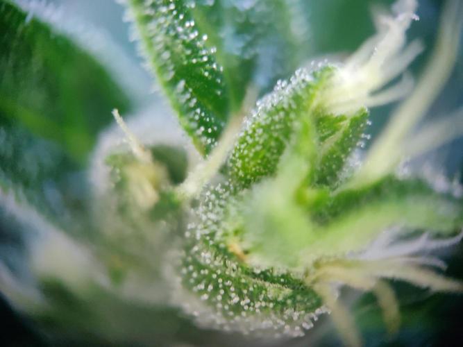 Northern Lights Automatic. Week 13
