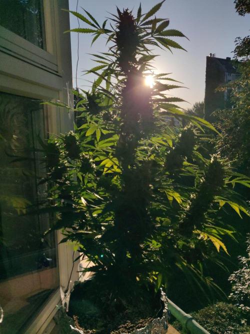Northern Lights Automatic 2026 Balcony. Week 13 - 07.08.2026