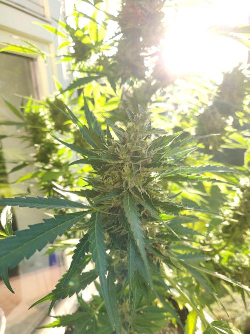 Northern Lights Automatic 2026 Balcony. Week 13 - 07.08.2026