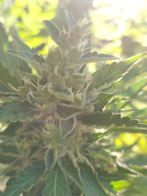 Northern Lights Automatic 2026 Balcony. Week 13 - 07.08.2026