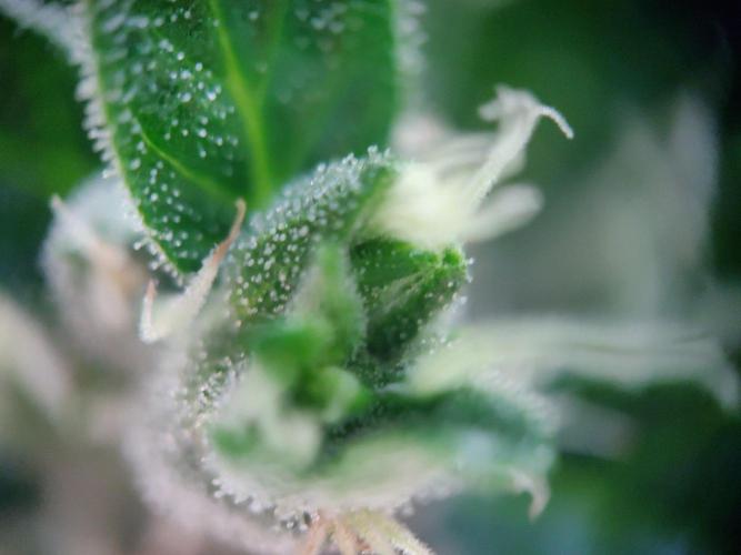 Northern Lights Automatic 2026 Balcony. Week 13 - 07.08.2026: First amber trichomes at the branch