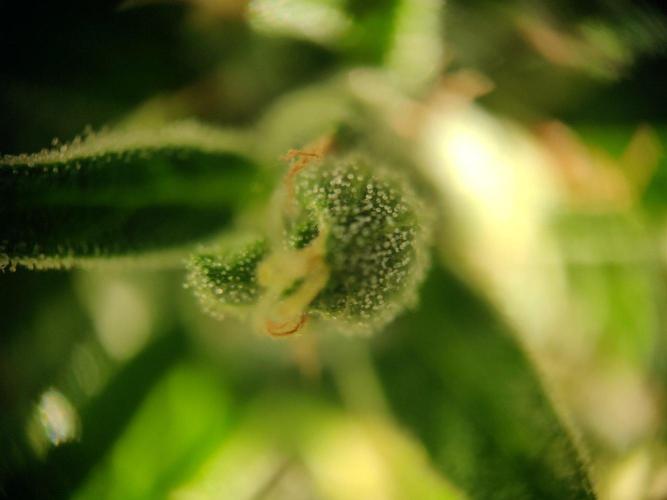 Northern Lights Automatic. Week 13