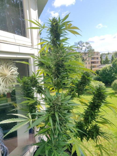 Northern Lights Automatic 2026 Balcony. Week 13 - 08.08.2026