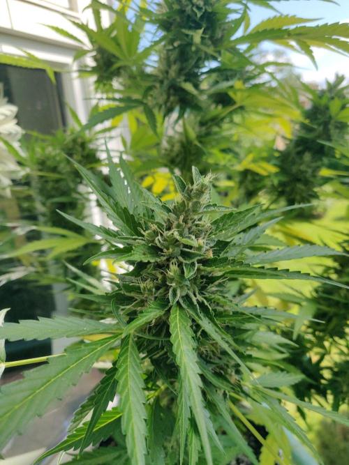 Northern Lights Automatic 2026 Balcony. Week 13 - 08.08.2026