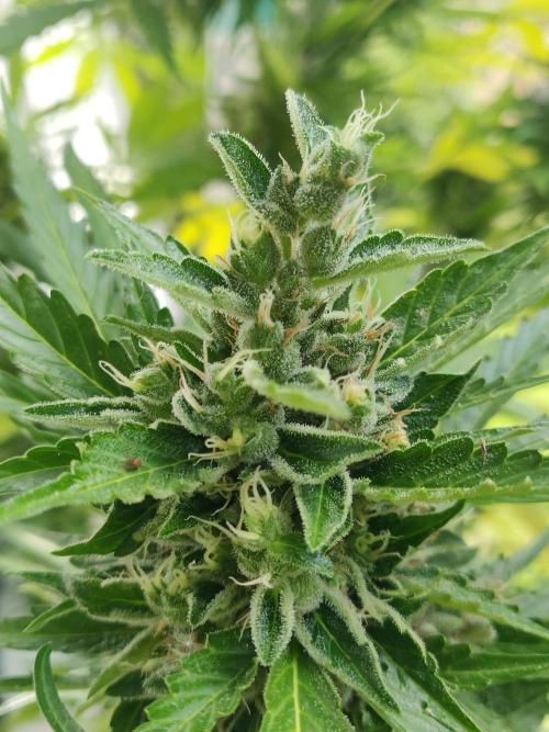 Northern Lights Automatic 2026 Balcony. Week 13 - 08.08.2026