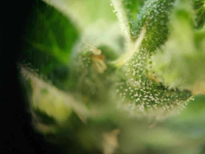 Northern Lights Automatic 2026 Balcony. Week 13 - 08.08.2026