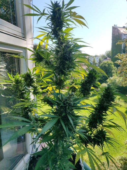 Northern Lights Automatic 2026 Balcony. Week 13 - 09.08.2026