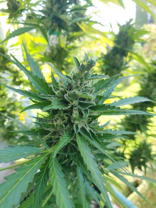 Northern Lights Automatic 2026 Balcony. Week 13 - 09.08.2026