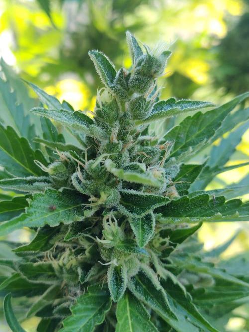 Northern Lights Automatic 2026 Balcony. Week 13 - 09.08.2026