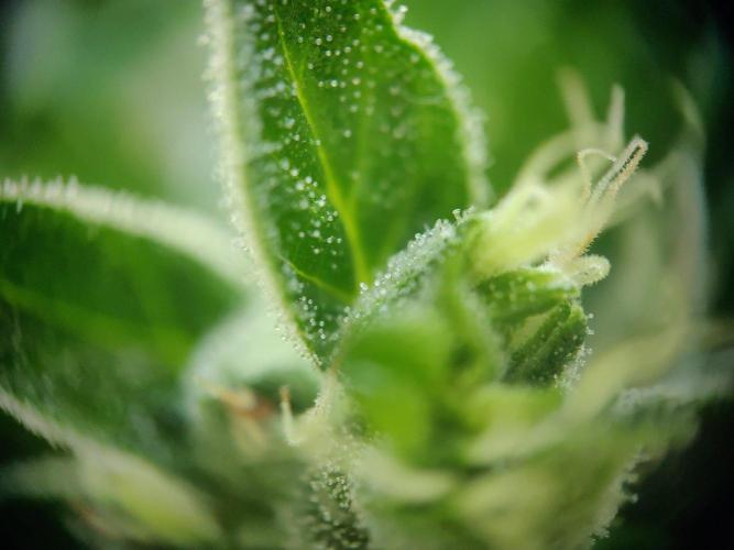 Northern Lights Automatic 2026 Balcony. Week 13 - 09.08.2026