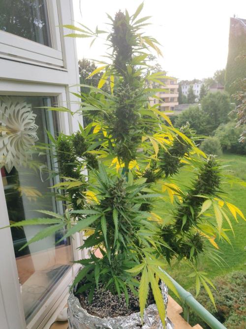 Northern Lights Automatic 2026 Balcony. Week 13 - 10.08.2026