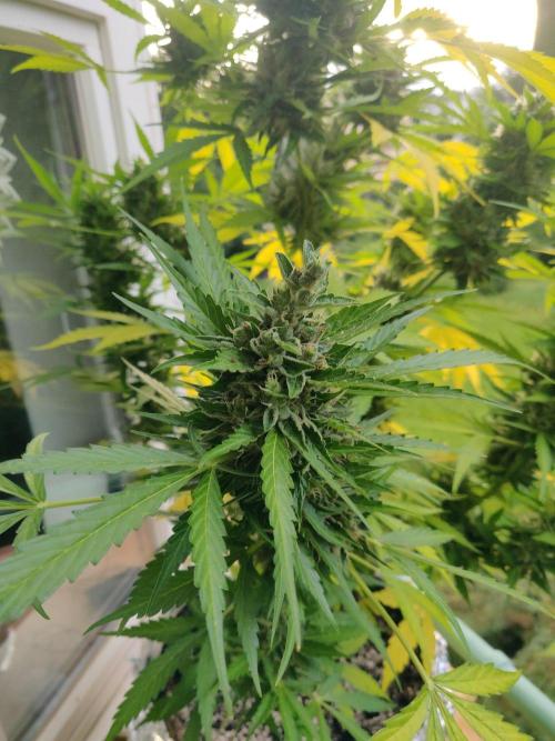 Northern Lights Automatic 2026 Balcony. Week 13 - 10.08.2026