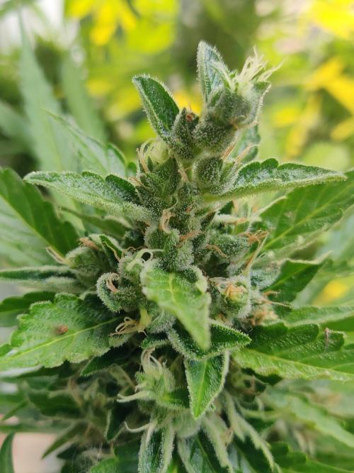 Northern Lights Automatic 2026 Balcony. Week 13 - 10.08.2026