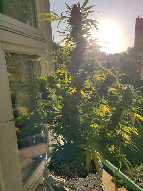 Northern Lights Automatic 2026 Balcony. Week 13 - 11.08.2026
