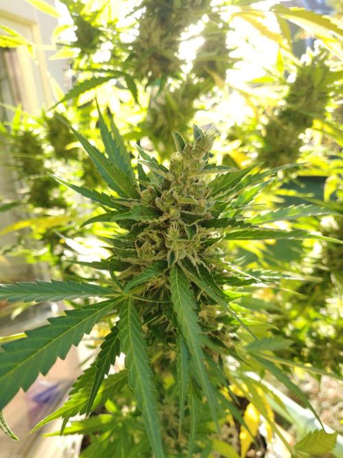 Northern Lights Automatic 2026 Balcony. Week 13 - 11.08.2026