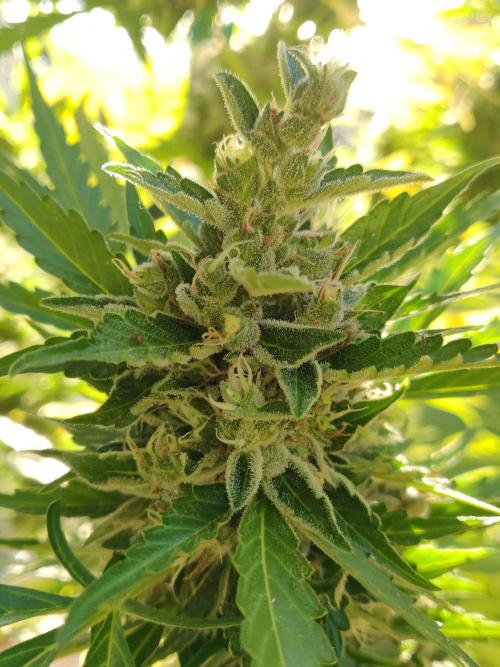 Northern Lights Automatic 2026 Balcony. Week 13 - 11.08.2026