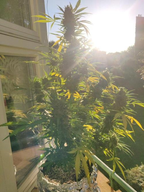 Northern Lights Automatic 2026 Balcony. Week 14 - 12.08.2026