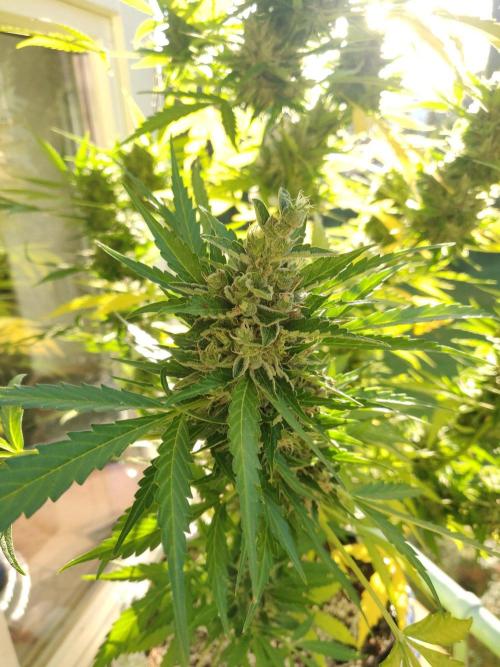 Northern Lights Automatic 2026 Balcony. Week 14 - 12.08.2026