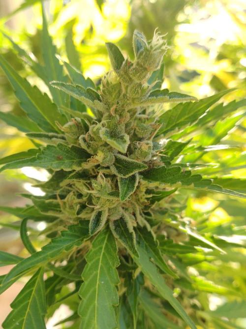 Northern Lights Automatic 2026 Balcony. Week 14 - 12.08.2026