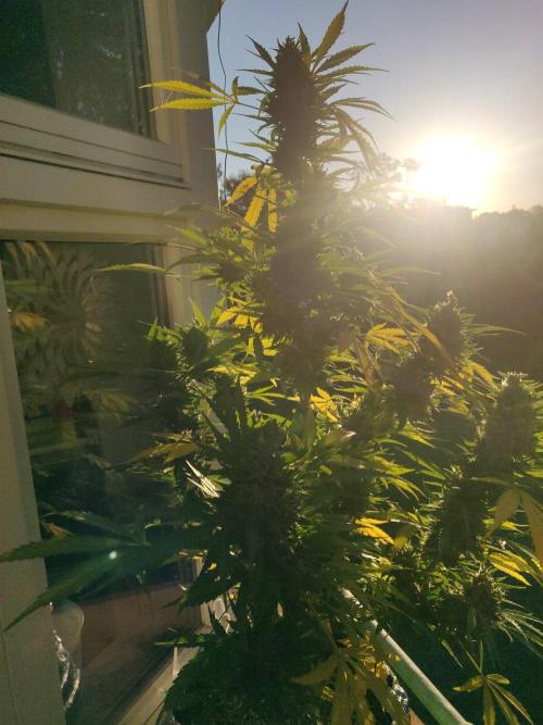 Northern Lights Automatic 2026 Balcony. Week 14 - 13.08.2026