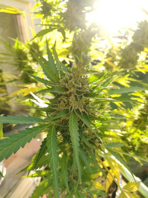 Northern Lights Automatic 2026 Balcony. Week 14 - 13.08.2026