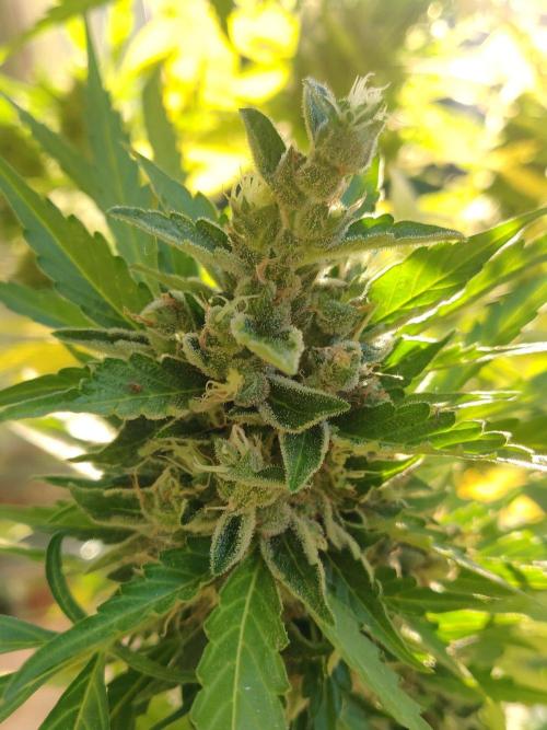 Northern Lights Automatic 2026 Balcony. Week 14 - 13.08.2026