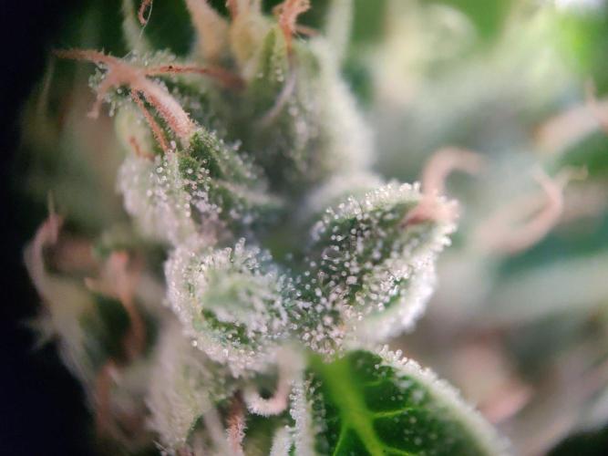 Northern Lights Automatic 2026 Balcony. Week 14 - 13.08.2026