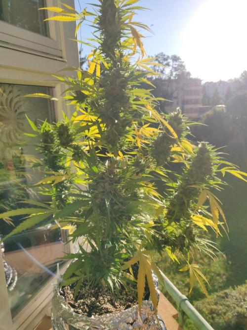 Northern Lights Automatic 2026 Balcony. Week 14 - 14.08.2026