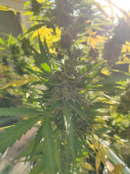 Northern Lights Automatic 2026 Balcony. Week 14 - 14.08.2026