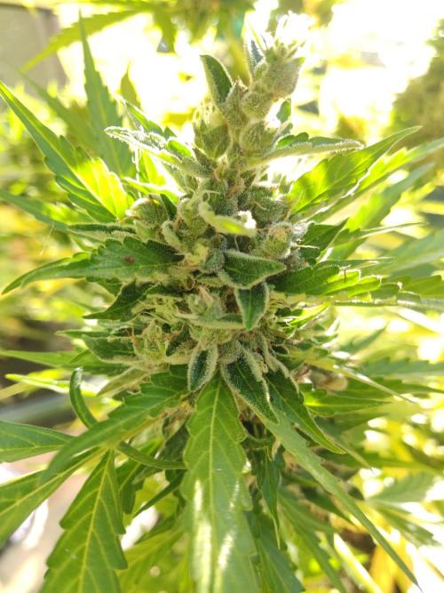 Northern Lights Automatic 2026 Balcony. Week 14 - 14.08.2026