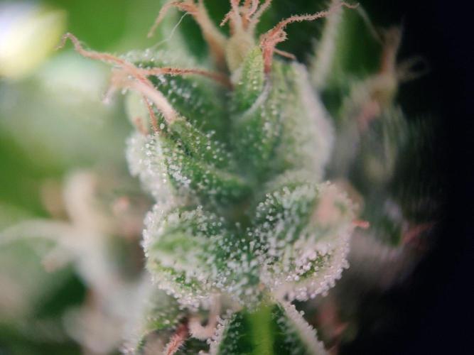 Northern Lights Automatic 2026 Balcony. Week 14 - 14.08.2026