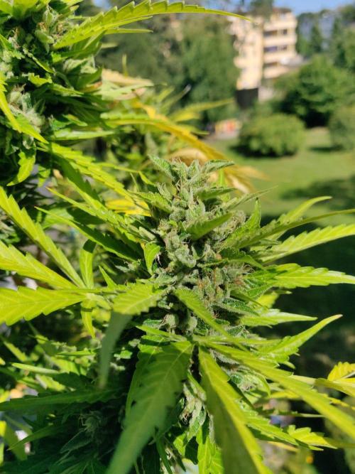 Northern Lights Automatic 2026 Balcony. Week 15