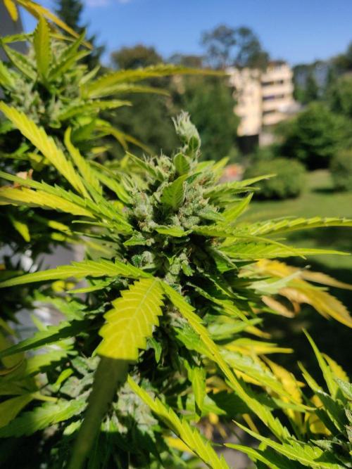 Northern Lights Automatic 2026 Balcony. Week 15