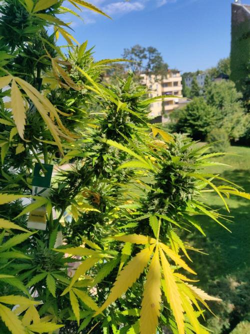 Northern Lights Automatic 2026 Balcony. Week 15