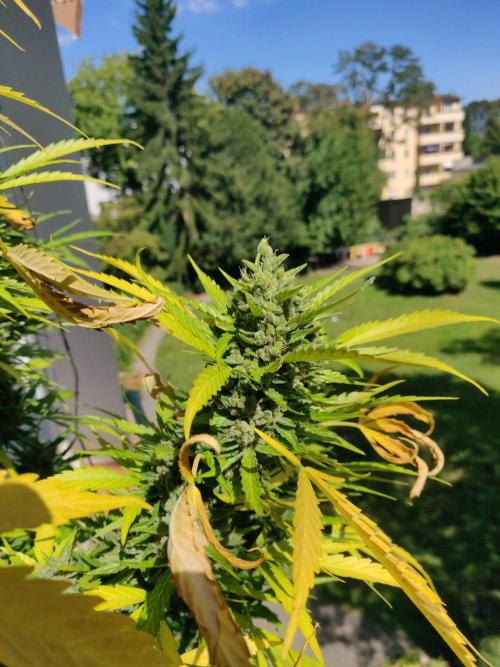 Northern Lights Automatic 2026 Balcony. Week 15
