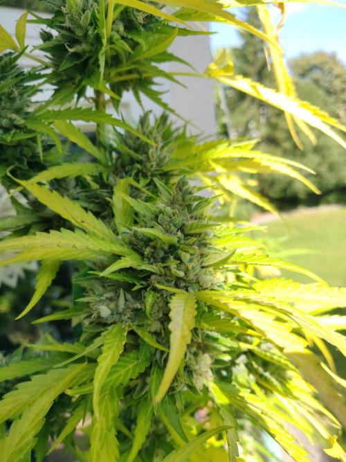 Northern Lights Automatic 2026 Balcony. Week 15