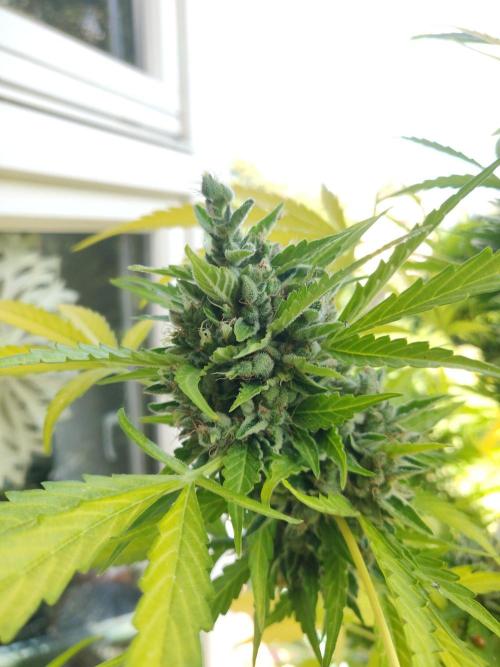 Northern Lights Automatic 2026 Balcony. Week 15