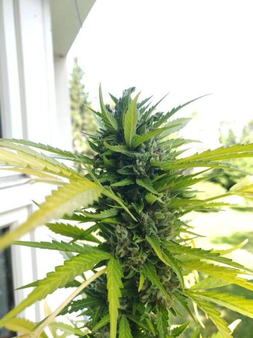 Northern Lights Automatic 2026 Balcony. Week 15