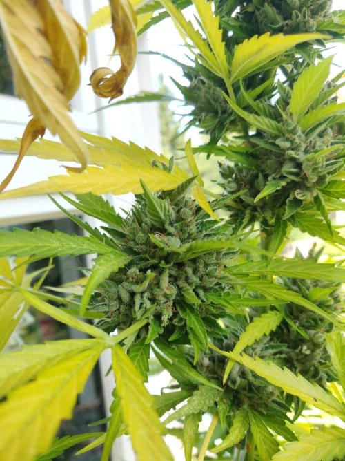 Northern Lights Automatic 2026 Balcony. Week 15
