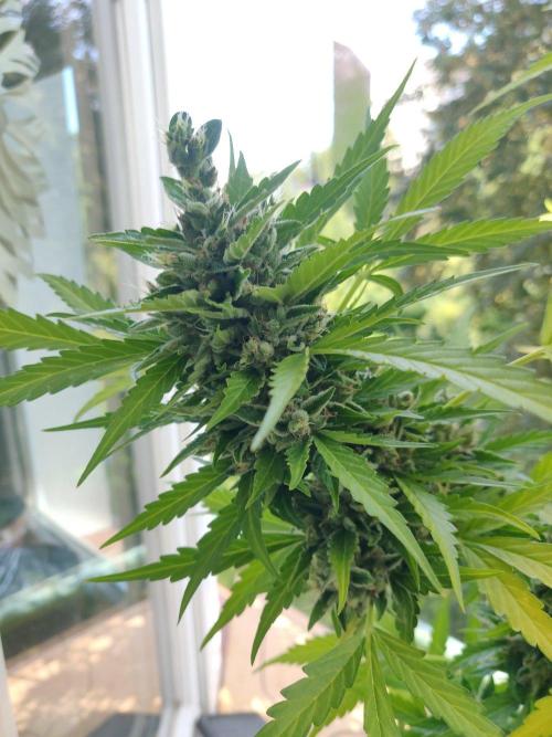 Northern Lights Automatic 2026 Balcony. Week 15