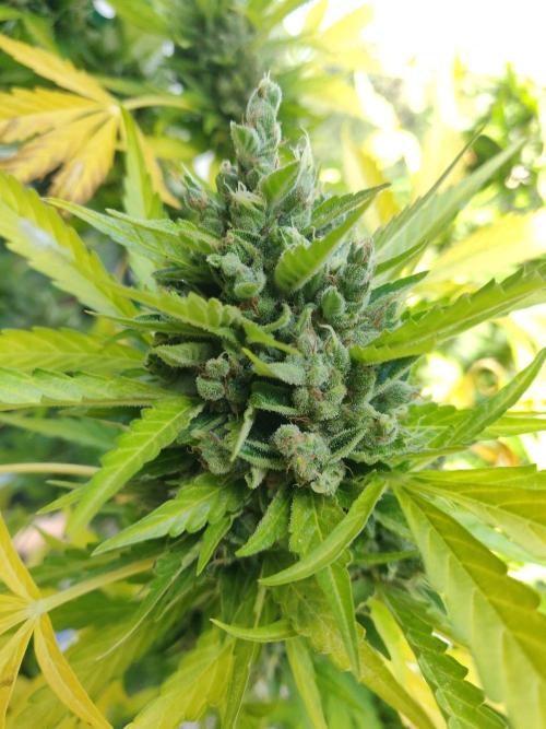 Northern Lights Automatic 2026 Balcony. Week 15