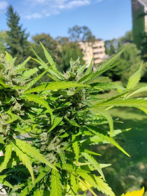 Northern Lights Automatic 2026 Balcony. Week 15