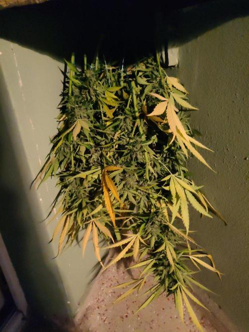 Northern Lights Automatic 2026 Balcony. Week 15