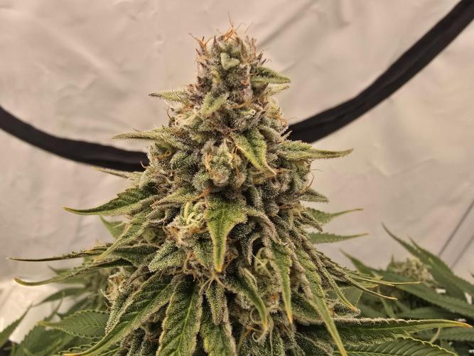 Mental Rainbow F1. Week 14