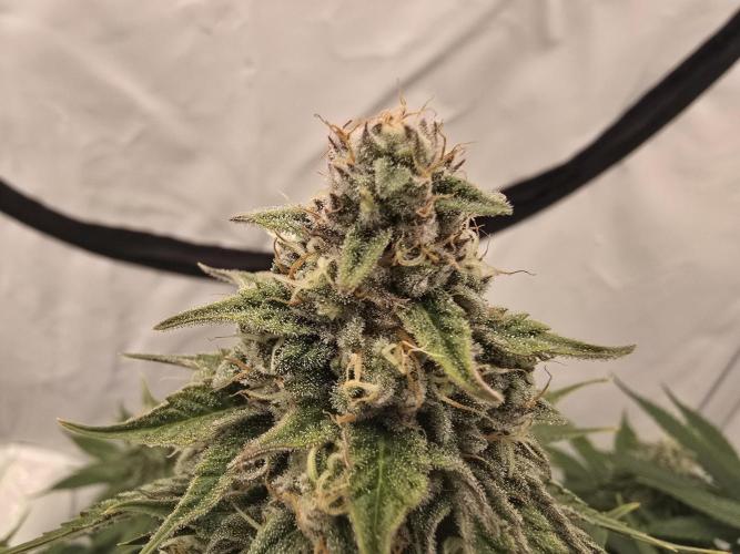 Mental Rainbow F1. Week 14