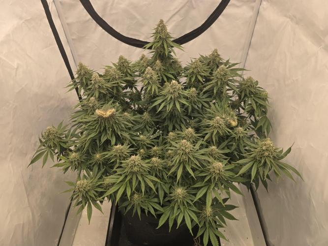 Mental Rainbow F1. Week 14