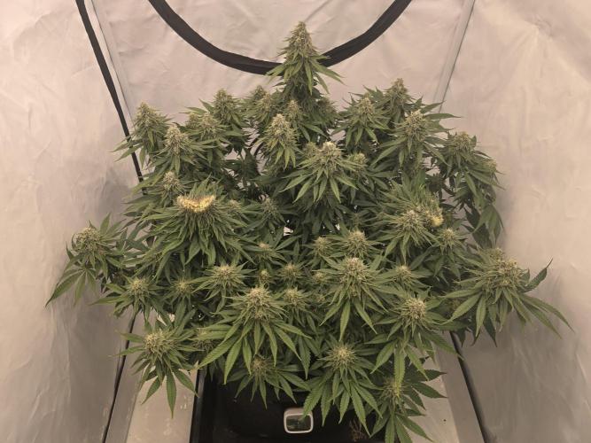 Mental Rainbow F1. Week 14