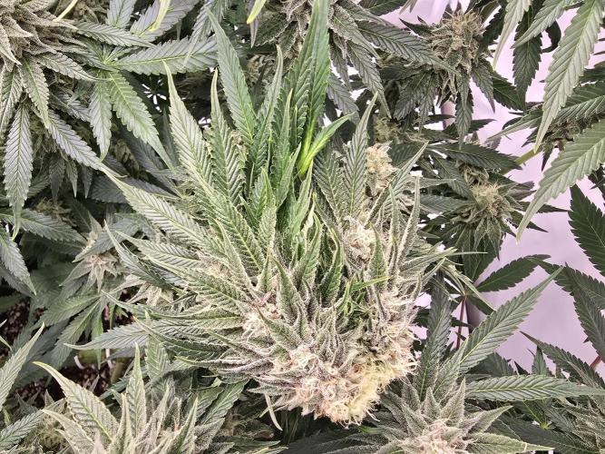 Mental Rainbow F1. Week 14