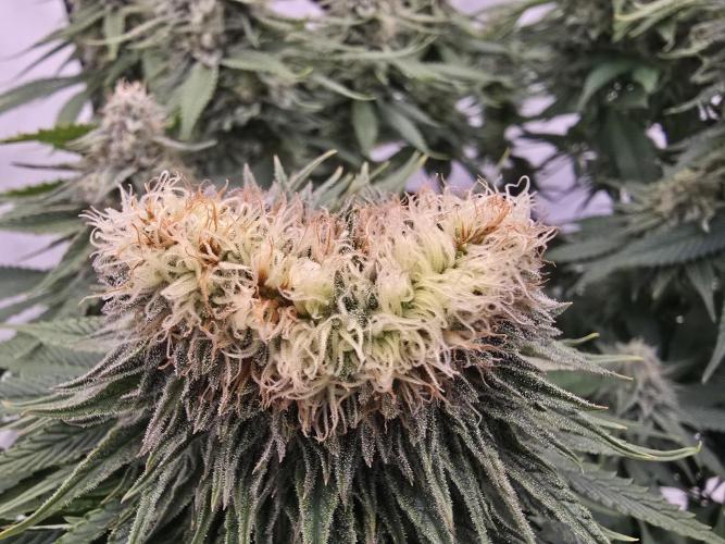 Mental Rainbow F1. Week 14